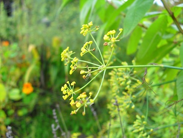 Voedwel, natuurlijk voedingsadvies, natuurvoedingskundige, venkelzaad